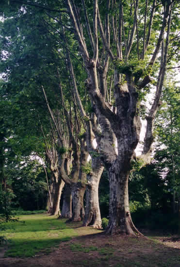 une rangee de
platanes centenaires borde le parc
