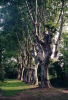 les platanes centenaires,
cliquez pour agrandir