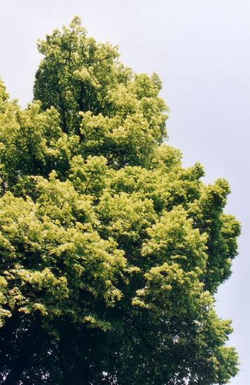 deux tilleuls
qui n'en forment qu'un seul, gigantesque