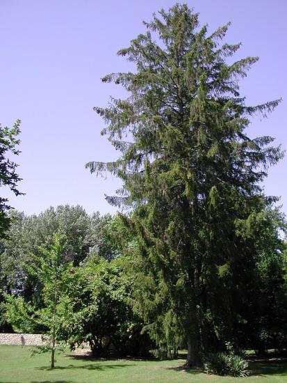 dans le parc, de grands
arbres et une vegetation abondante permettent de trouver la paix